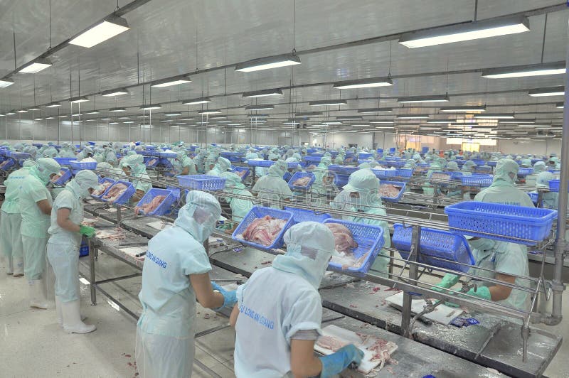 Workers are Filleting Pangasius Catfish in a Seafood Factory in the ...