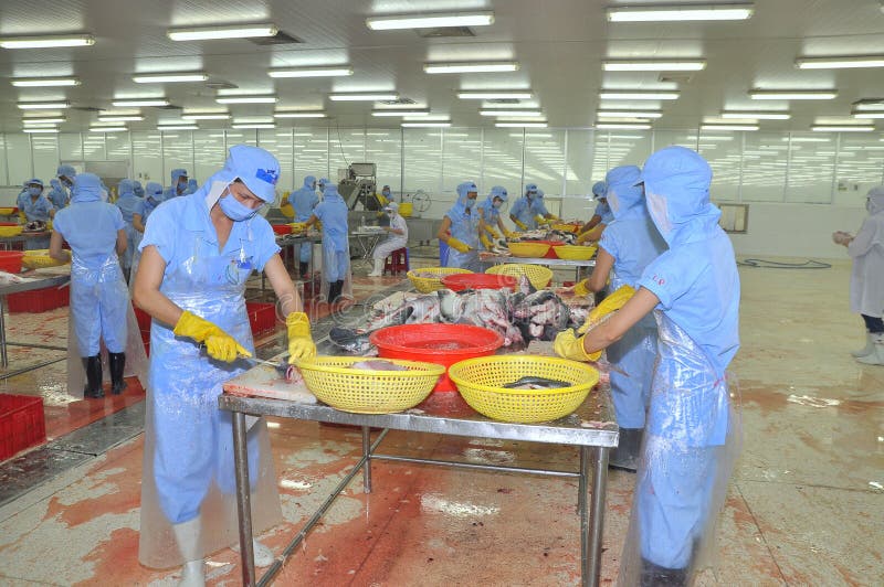 Workers are Filleting Pangasius Fish in a Seafood Processing Plant in ...