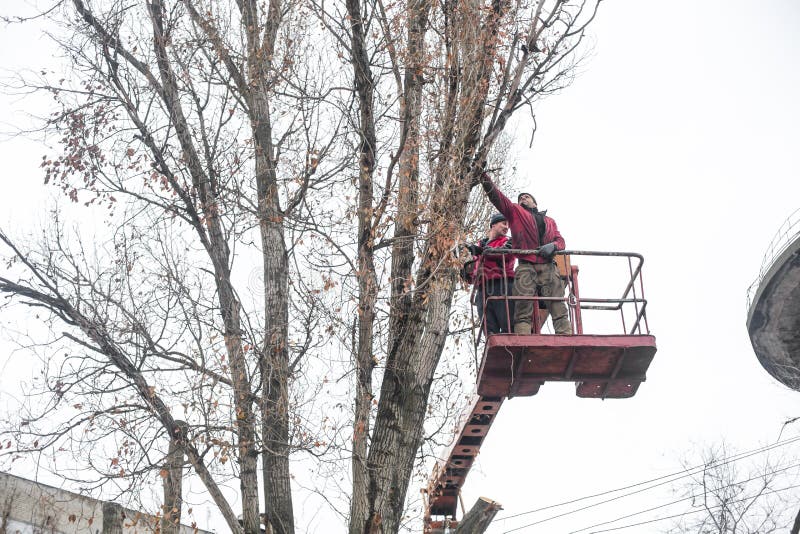 Workers in the Municipal Utilities Cut Tree Branches. Trimming Tree