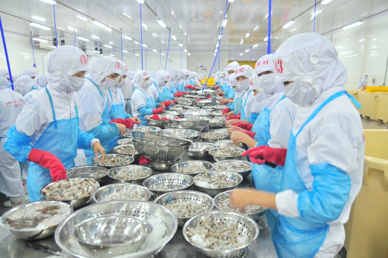 Workers are Peeling and Processing Fresh Raw Shrimps in a Seafood