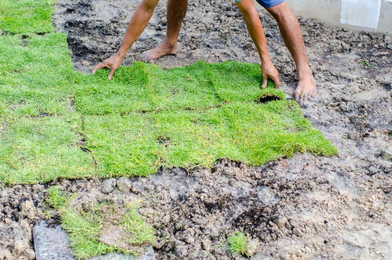 Workers are Planting Grass in the Backyard. Stock Image Image of growing, instant 69010875