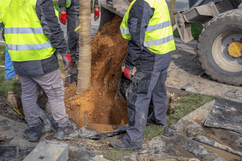 Planting Tree Root Ball Stock Photos Free & RoyaltyFree Stock Photos