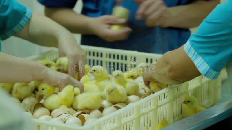 Workers Sorting Small chicks in Factory stock video