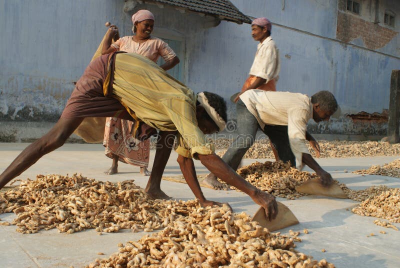 Workers at the Spice Market in Cochin, Kerala, Ind