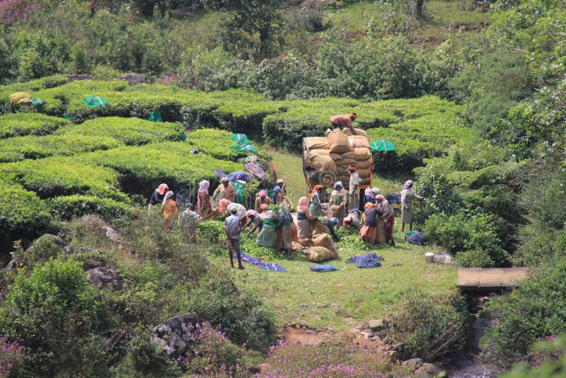 Workers in tea estate in munnar