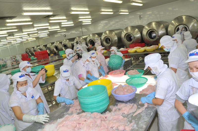 Workers are Testing the Color of Pangasius Fish in a Seafood Processing ...