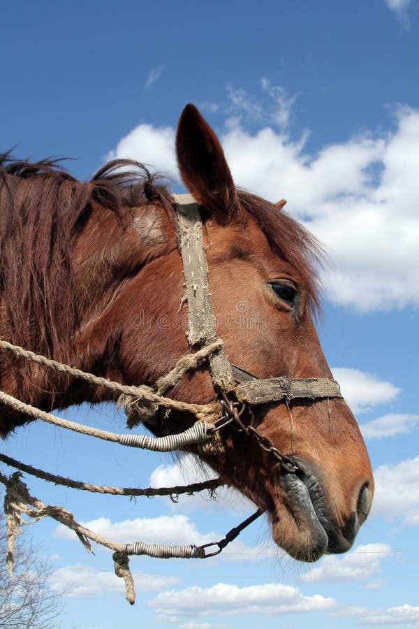 workhorse news workhorse news