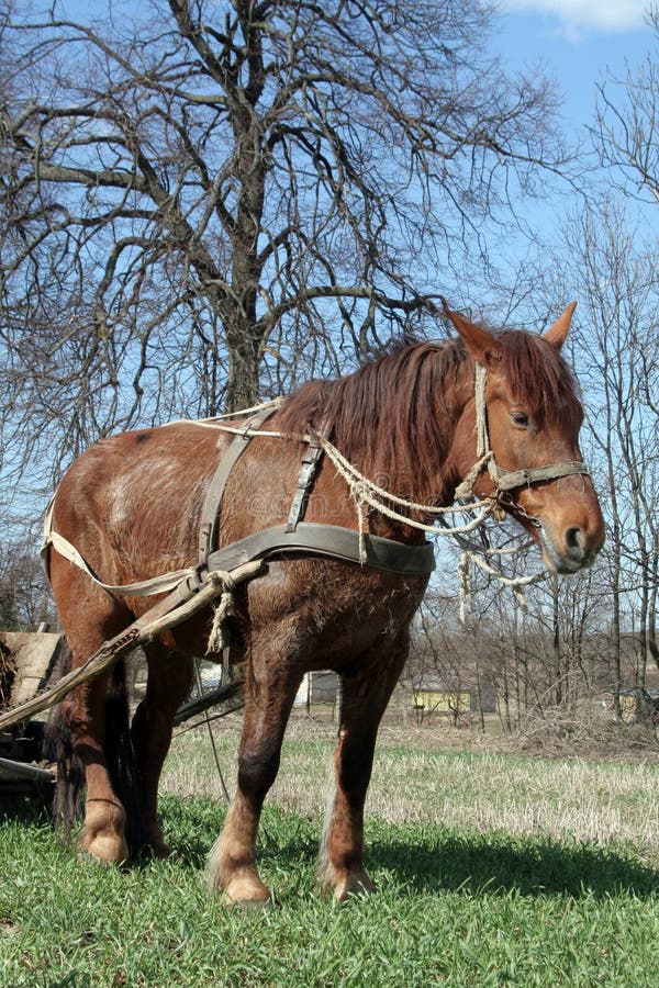 Workhorse stock