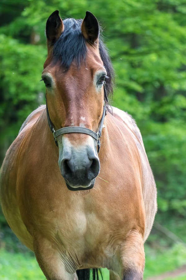 workhorse stock reddit workhorse stock reddit