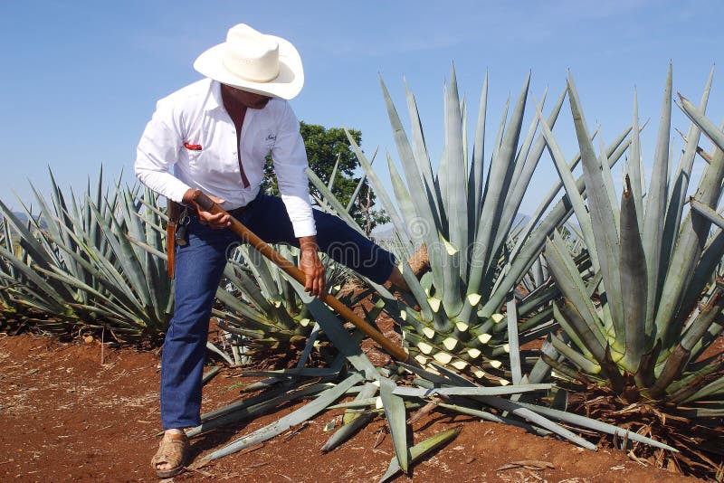 Per affari campo,, Messico.