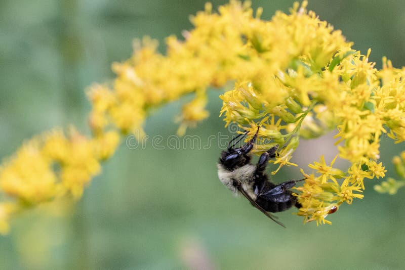 190 Ragweed Blooms Stock Photos Free & RoyaltyFree Stock Photos from