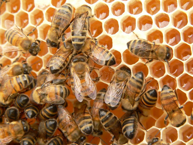 Menge der Arbeit der Bienen.