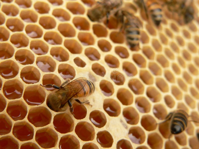 Arbeiten die Bienen auf honeycells.