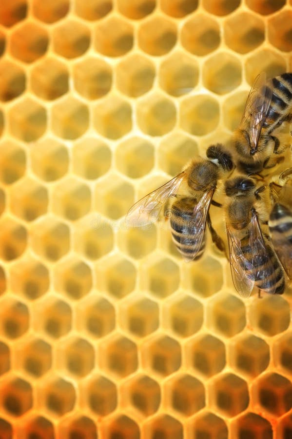 Pracovní Včel na plástech.