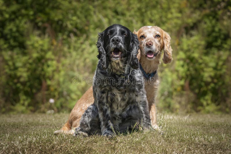 Working Cocker Spaniel Lemon Roan and Blue Roan Sitting and Looking at the Camera Stock Image