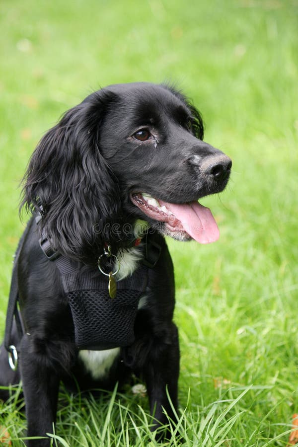 Working Cocker Spaniel Puppy Stock Photo - Image of bright ...