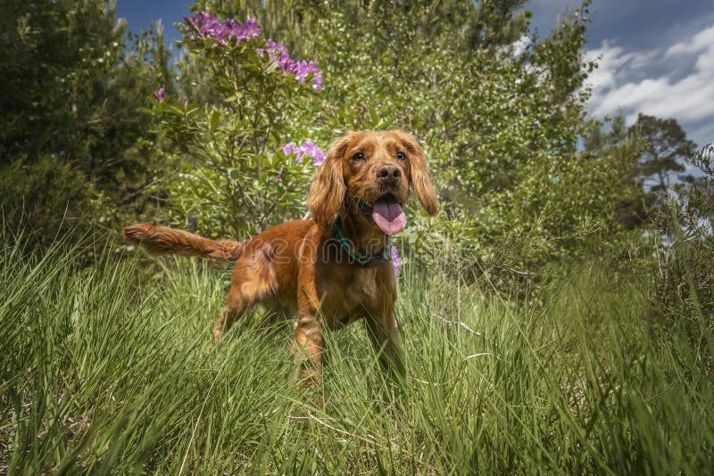 Working Cocker Spaniel Puppy Close Up in a Field Stock Photo Image of cute, green 262916508