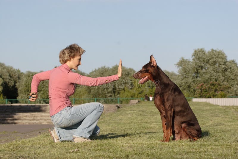 Working with dog royalty free stock photo Working with dog royalty free stock photo