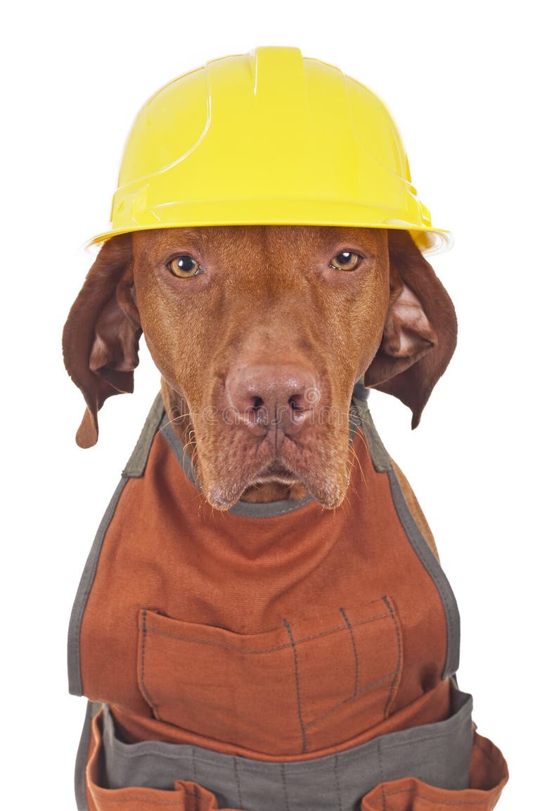 314 Dog Hard Hat Stock Photos Free & RoyaltyFree Stock Photos from