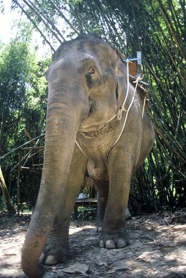 Working Elephant, Thailand