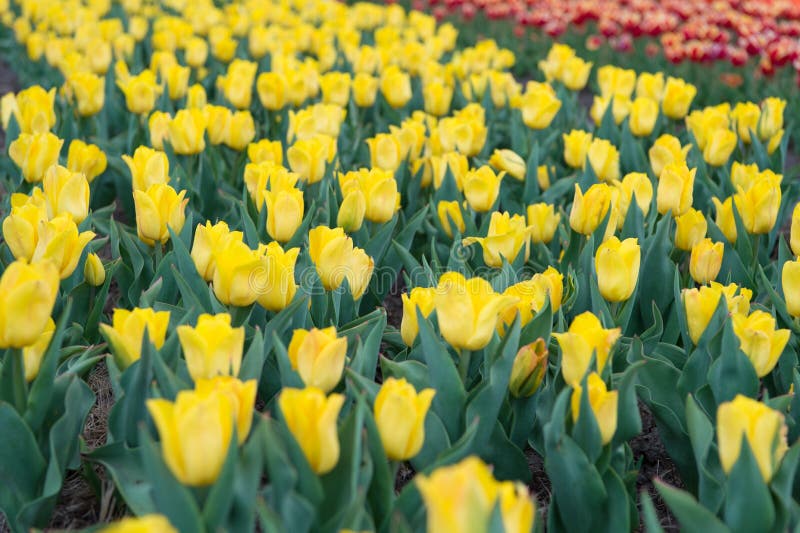Working in environment. enjoy seasonal blossom. yellow flowers in field. Landscape of Netherlands tulips. Spring season. Travel. Colorful spring tulip field stock image Working in environment. enjoy seasonal blossom. yellow flowers in field. Landscape of Netherlands tulips. Spring season. Travel. Colorful spring tulip field stock image