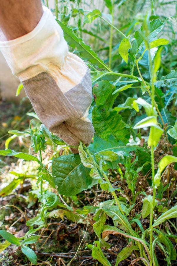 Working in Garden, Picking Weed Stock Photo - Image of care, pick ...