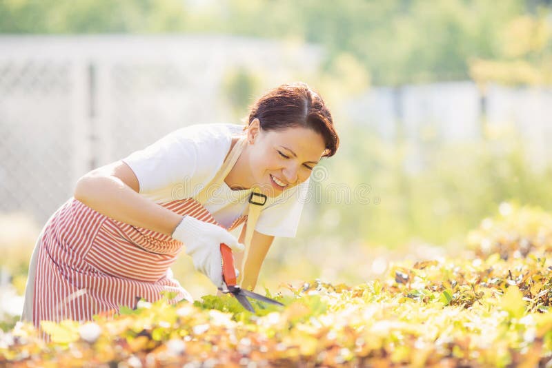 Working in garden, woman gardener trims bushes with pruner for smooth hedge.