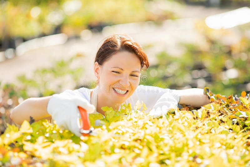 Working in garden, woman gardener trims bushes with pruner for smooth hedge.