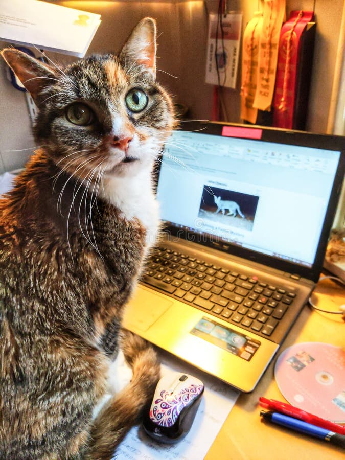 online computer work from home