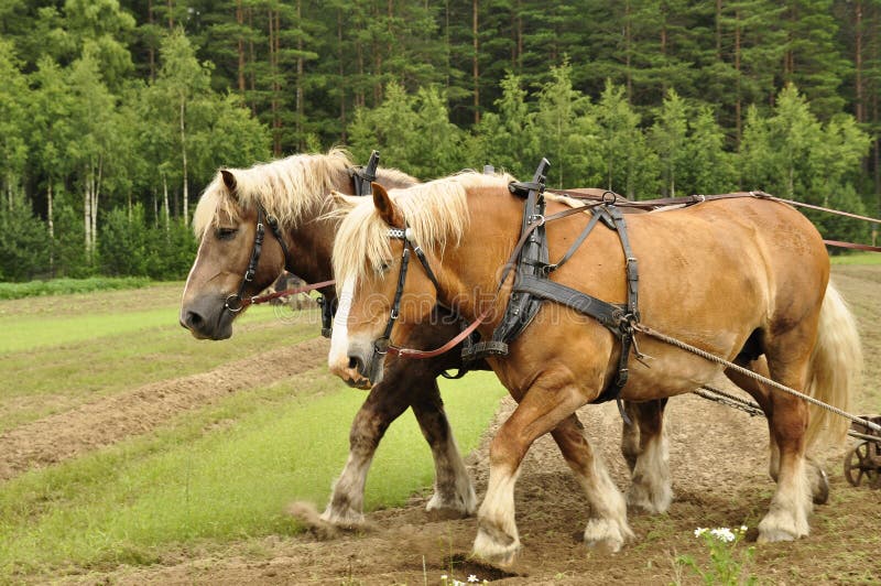 Working horse