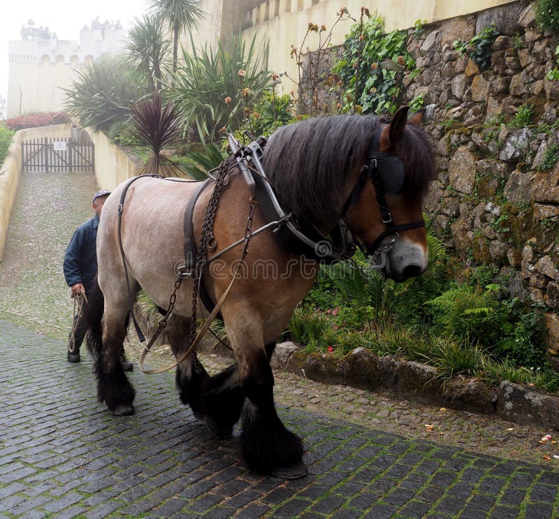 Working Horse With Man At Sintra Portugal