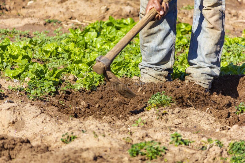Working the Land in a Lettuce Garden Stock Image Image of hobby