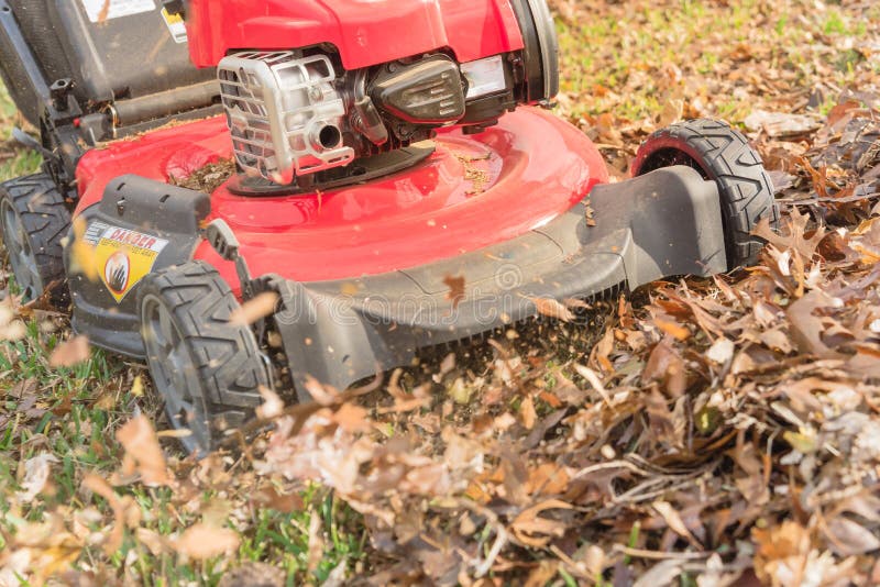 Working Lawn Mower Mulching Autumn Leaves for Lawn Care in Texas, USA ...