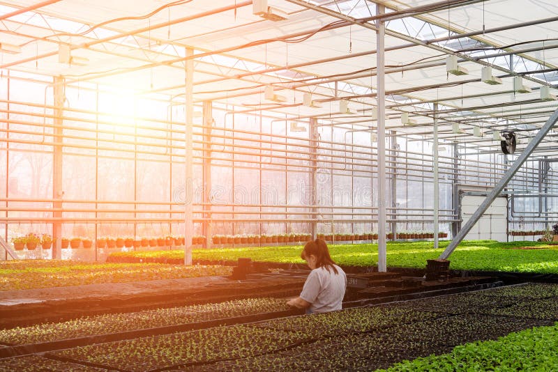 Working in Modern Hydroponic Greenhouse with Climate Control System. Editorial Stock Image