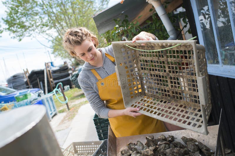 Oyster Farm Worker Inspecting Harvest Stock Photo Image of prepare
