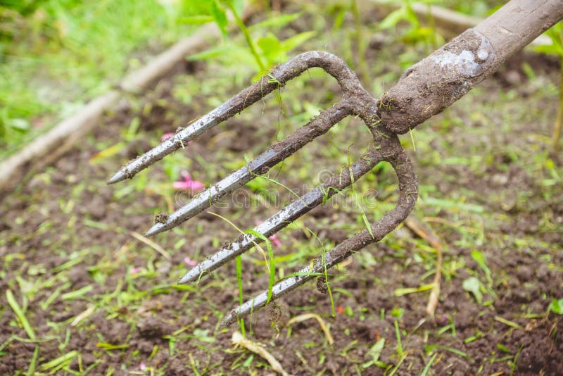 Working with Pitchfork in the Garden Stock Photo Image of grass