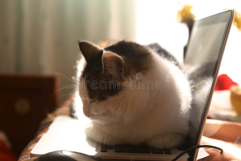 Working place with laptop mouse and lazy funny cat laying on warm keyboard close up photo
