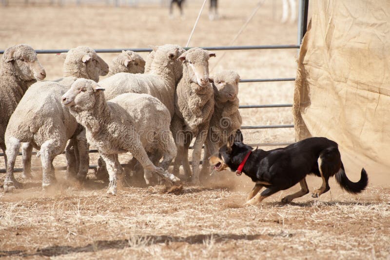 Sheep Dog Trials. stock image. Image of sheep, border 20870629