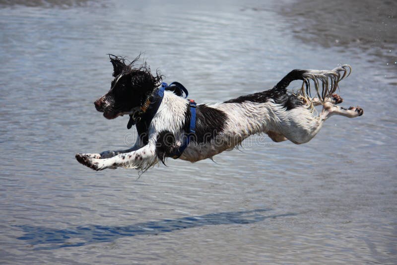 A working type engish springer spaniel pet gundog jumping on a sandy beach