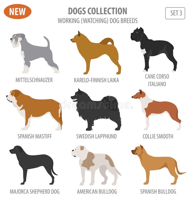 Working, watching dog breeds, set icon isolated on white . Flat royalty free illustration Working, watching dog breeds, set icon isolated on white . Flat royalty free illustration