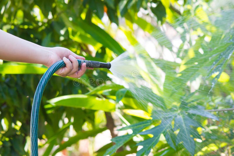 Working Watering Garden from Hose Stock Image Image of irrigation