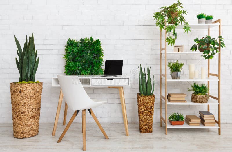Workplace with Various Plants on the Bookshelf Stock Photo Image of