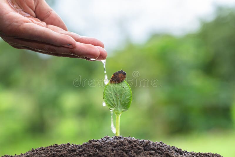 The World Environment Day, Male hand giving water to tree with with drop over green and morning sunlight environment. Planting royalty free stock photography The World Environment Day, Male hand giving water to tree with with drop over green and morning sunlight environment. Planting royalty free stock photography