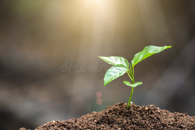 The World Environment Day,  Young plant growing on fertile soil with  drop over green and morning sunlight environment