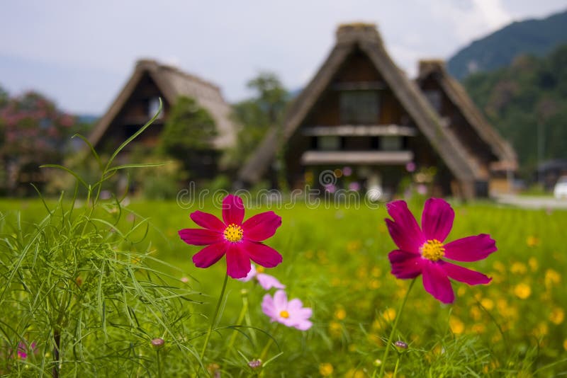 The world heritage Shirakawa-go in summer. The historic villages of Shirakawa-go and Gokayama are one of Japan's UNESCO World Heritage Sites. These villages are well known for their houses constructed in architectural style known as gasshozukuri. The Gassho-zukuri, prayer-hands construction style is characterized by a thatched and steeply slanting roof resembling two hands joined in prayer. The design is exceptionally strong and, in combination with the unique properties of the thatching, allow the houses to withstand and shed the weight of the region's heavy snowfalls in winter. The world heritage Shirakawa-go in summer. The historic villages of Shirakawa-go and Gokayama are one of Japan's UNESCO World Heritage Sites. These villages are well known for their houses constructed in architectural style known as gasshozukuri. The Gassho-zukuri, prayer-hands construction style is characterized by a thatched and steeply slanting roof resembling two hands joined in prayer. The design is exceptionally strong and, in combination with the unique properties of the thatching, allow the houses to withstand and shed the weight of the region's heavy snowfalls in winter.