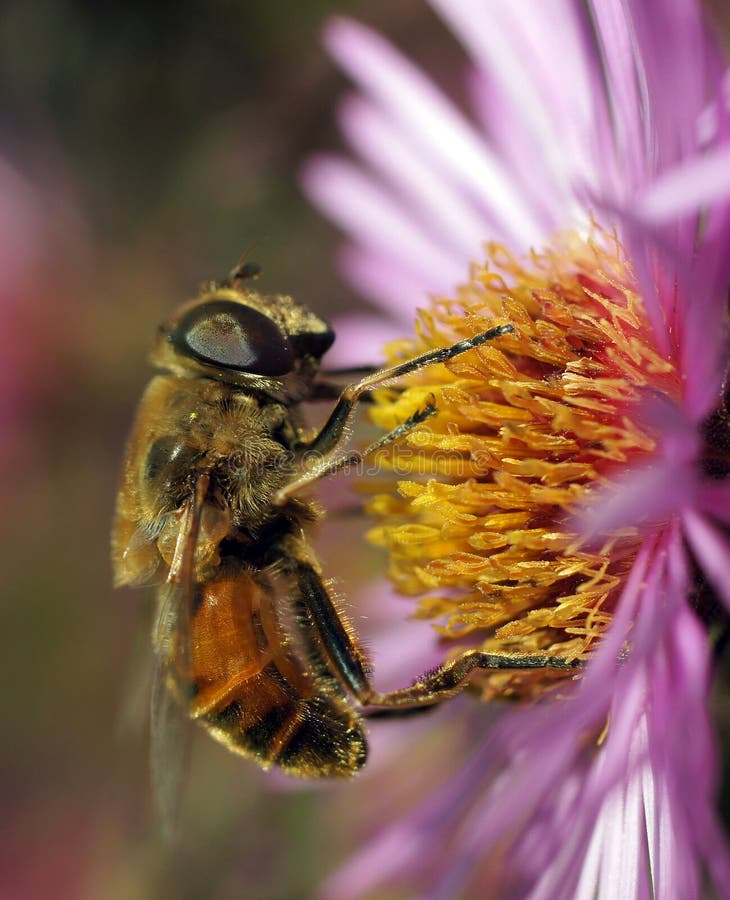 The world of insects