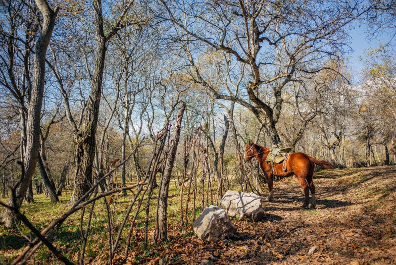 World’s largest natural walnut forest, nestled in a lush valley of Kyrgyzstan’s Chatkal mountain range lies stock photography World’s largest natural walnut forest, nestled in a lush valley of Kyrgyzstan’s Chatkal mountain range lies stock photography
