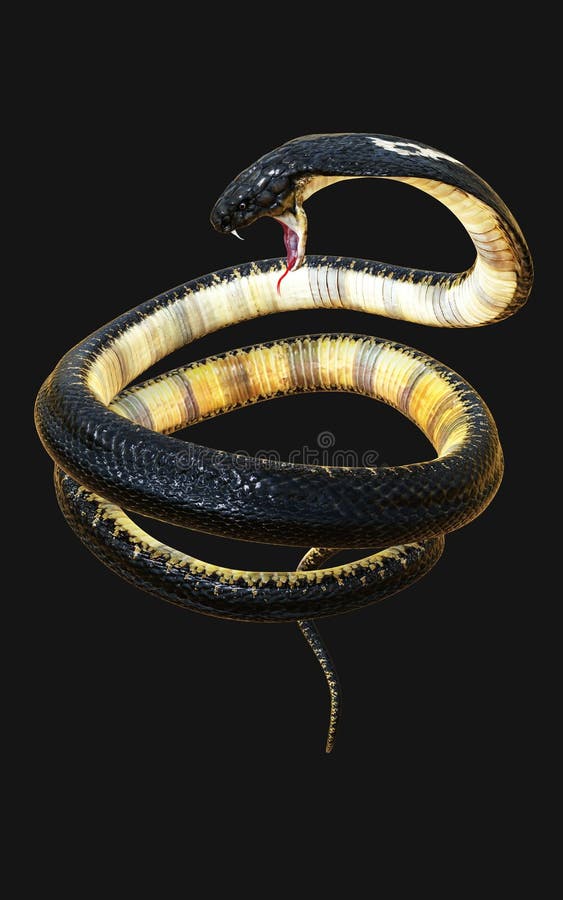 King Cobra the World`s Longest Venomous Snake Isolated on Dark Background  with Clipping Path Stock Illustration - Illustration of dreadful, devil:  184120584