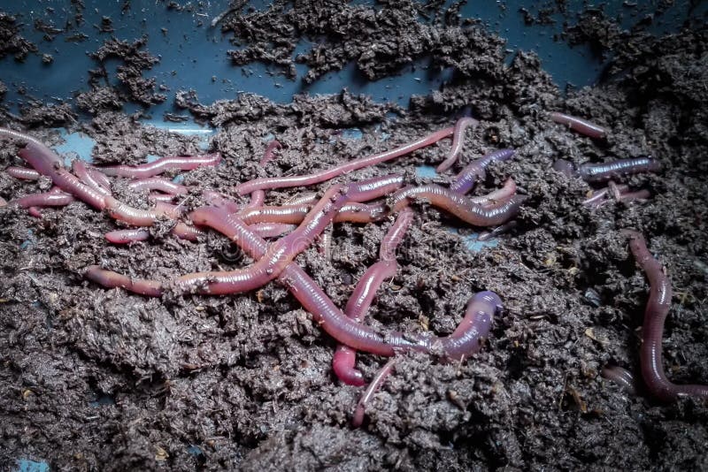 Worm Bedding Stock Photos - Free & Royalty-Free Stock Photos from