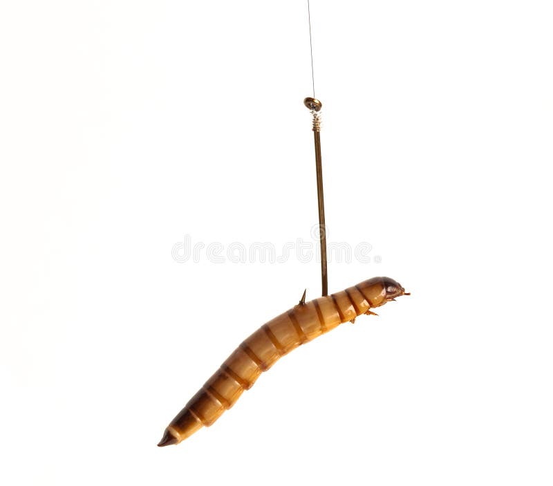 1,295 Worm Bait Hook Stock Photos - Free & Royalty-Free Stock Photos from  Dreamstime